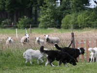 Puppys van Bliss040622-0026